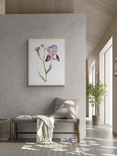Load image into Gallery viewer, 22.5" x 30" original watercolor botanical iris flower painting in an expressive, loose, watery, minimalist, modern style by contemporary fine artist Elizabeth Becker. Prints available. Soft pink, muted purple, olive green and peach colors with white background. Framed.