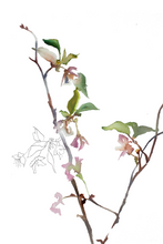 Load image into Gallery viewer, Thaw