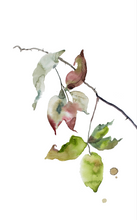 Load image into Gallery viewer, Thaw