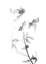 Load image into Gallery viewer, Thaw