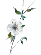 Load image into Gallery viewer, 9” x 12” original watercolor botanical white cherry blossom floral painting in an expressive, impressionist, minimalist, modern style by contemporary fine artist Elizabeth Becker