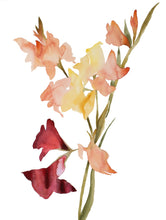 Load image into Gallery viewer, 18" x 24" original watercolor botanical gladiolus floral bouquet painting in an expressive, abstract, minimalist, modern, loose, watery style by contemporary fine artist Elizabeth Becker. Tranquil, serene, calming, peaceful wall art. Soft peach, pale yellow, muted maroon red and olive green colors with white background.