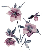 Load image into Gallery viewer, 16" x 20" original watercolor botanical hellebore flowers painting in an expressive, loose, watery, minimalist, modern style by contemporary fine artist Elizabeth Becker. Prints available. Monochromatic muted burgundy purple, black and white colors.