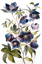 Load image into Gallery viewer, 24" x 36" original watercolor botanical hellebores or lenten rose. Flower painting on canvas. Varnished and ready-to-hang. Expressive, impressionist, loose, watery, moody, minimalist, modern style by contemporary fine artist Elizabeth Becker. Prints available. Dark blue, eggplant purple, olive green and white colors.