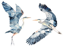 Load image into Gallery viewer, 26” x 36” original large-scale watercolor wildlife great blue herons, egrets or cranes painting. Flying birds in an expressive, impressionist, minimalist, modern, asian style by contemporary fine artist Elizabeth Becker. Soothing, serene, peaceful, calming wildlife painting. Monochromatic dark blue, black, peach and white colors. Prints available.