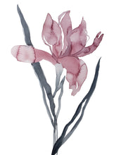 Load image into Gallery viewer, 9" x 12" original watercolor botanical iris flower painting in an expressive, loose, watery, minimalist, modern style by contemporary fine artist Elizabeth Becker. Prints available. Soft muted mauve pink and black colors with white background.
