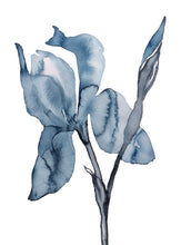 Load image into Gallery viewer, 9" x 12" original watercolor botanical iris flower painting in an expressive, loose, watery, minimalist, modern style by contemporary fine artist Elizabeth Becker. Prints available. Soft muted dark blue and black colors with white background.