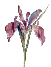 Load image into Gallery viewer, 22.5" x 30" original watercolor botanical iris flower painting in an expressive, loose, watery, minimalist, modern style by contemporary fine artist Elizabeth Becker. Prints available. Colorful mauve purple, ink blue and olive green colors with white background.