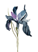 Load image into Gallery viewer, 22.5" x 30" original watercolor botanical iris flower painting in an expressive, loose, watery, minimalist, modern style by contemporary fine artist Elizabeth Becker. Prints available. Deep ink blue, dark payne's gray, black, purple and olive green colors with white background.