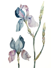 Load image into Gallery viewer, 22.5" x 30" original watercolor botanical iris flowers painting in an expressive, loose, watery, minimalist, modern style by contemporary fine artist Elizabeth Becker. Prints available. Soft muted ink blue, mauve purple, olive green and pale yellow colors with white background.