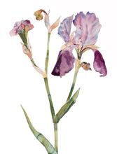 Load image into Gallery viewer, 22.5" x 30" original watercolor botanical iris flower painting in an expressive, loose, watery, minimalist, modern style by contemporary fine artist Elizabeth Becker. Prints available. Soft pink, muted purple, olive green and peach colors with white background.