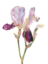Load image into Gallery viewer, 22.5" x 30" original watercolor botanical iris flower painting in an expressive, loose, watery, minimalist, modern style by contemporary fine artist Elizabeth Becker. Prints available. Soft pink, muted purple, olive green, peach and yellow ochre colors with white background.