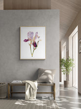 Load image into Gallery viewer, 22.5" x 30" original watercolor botanical iris flower painting in an expressive, loose, watery, minimalist, modern style by contemporary fine artist Elizabeth Becker. Prints available. Soft pink, muted purple, olive green, peach and yellow ochre colors with white background. Framed.