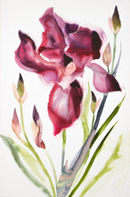 Load image into Gallery viewer, 24" x 36" original watercolor botanical iris flower painting on canvas. Varnished and ready-to-hang. Expressive, loose, watery, minimalist, modern style by contemporary fine artist Elizabeth Becker. Prints available. Vibrant red, dark pink and olive green colors.
