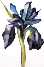 Load image into Gallery viewer, 24" x 36" original watercolor botanical iris flower painting on canvas. Varnished and ready-to-hang. Expressive, impressionist, loose, watery, moody, minimalist, modern style by contemporary fine artist Elizabeth Becker. Prints available. Monochromatic dark blue, purple, black, olive green and white colors.
