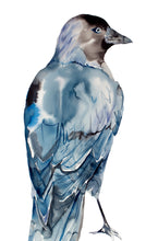 Load image into Gallery viewer, Jackdaw