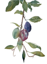 Load image into Gallery viewer, 12" x 16" original watercolor botanical nature painting of plums, leaves and branches in an expressive, loose, watery, minimalist, modern style by contemporary fine artist Elizabeth Becker. Soft muted olive green, maroon red burgundy and purple colors on white background.