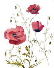 Load image into Gallery viewer, 16" x 20" original watercolor botanical poppy flowers. Poppies wildflowers garden floral painting in an expressive, minimalist, modern, loose, watery style by contemporary fine artist Elizabeth Becker. Dark ruby red, olive green and white colors.
