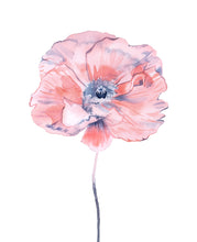 Load image into Gallery viewer, 16" x 20" original watercolor botanical poppy flower painting in an expressive, loose, watery, minimalist, modern style by contemporary fine artist Elizabeth Becker. Prints available. Monochromatic soft coral, light pink, gray, black and white colors.