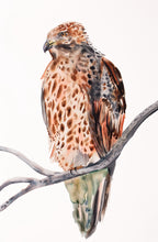 Load image into Gallery viewer, 26” x 40” original watercolor ink painting of red-tailed hawk bird on tree branch. Large-scale wildlife illustration in an expressive, minimalist, modern style by contemporary fine artist Elizabeth Becker. Monochromatic neutral brown, burnt sienna, peach and white colors.