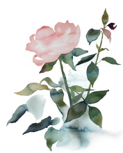Load image into Gallery viewer, 16" x 20" original watercolor botanical rose floral painting in an expressive, abstract, minimalist, modern, loose, watery style by contemporary fine artist Elizabeth Becker. Tranquil, serene, calming, peaceful boho wall art. Soft muted pink and dark green colors with white background.