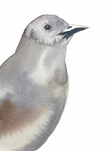 Load image into Gallery viewer, 5” x 7” original watercolor wildlife nature catbird painting in an ethereal, expressive, impressionist, minimalist, modern style by contemporary fine artist Elizabeth Becker