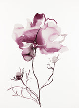 Load image into Gallery viewer, 11” x 15” original watercolor ink botanical cosmo wildflower painting in an expressive, impressionist, minimalist, modern style by contemporary fine artist Elizabeth Becker.