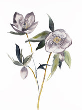 Load image into Gallery viewer, 9” x 12” original watercolor botanical hellebore floral painting in an expressive, impressionist, minimalist, modern style by contemporary fine artist Elizabeth Becker. Soft violet purple, gray olive green, gold and white colors.