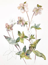 Load image into Gallery viewer, 22" x 33" original framed watercolor botanical hellebore flower painting in an expressive, impressionist, minimalist, modern style by contemporary fine artist Elizabeth Becker