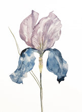 Load image into Gallery viewer, 22" x 30" original watercolor botanical iris flower painting in an expressive, impressionist, minimalist, modern style by contemporary fine artist Elizabeth Becker