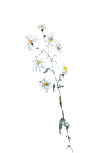 Load image into Gallery viewer, Thaw