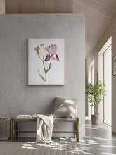 Load image into Gallery viewer, 22.5&quot; x 30&quot; original watercolor botanical iris flower painting in an expressive, loose, watery, minimalist, modern style by contemporary fine artist Elizabeth Becker. Prints available. Soft pink, muted purple, olive green and peach colors with white background. Framed.
