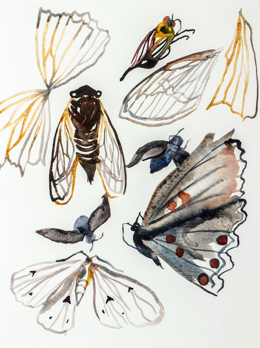 9” x 12” original watercolor nature collection painting in an expressive, impressionist, minimalist, modern style by contemporary fine artist Elizabeth Becker. Illustration of natural found objects (insects, butterflies, wings, and cicadas).