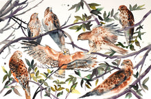 Load image into Gallery viewer, 26” x 40” original watercolor ink painting of red-tailed hawk birds in branches. Large-scale wildlife illustration in an expressive modern style by contemporary fine artist Elizabeth Becker. Monochromatic neutral brown, dark green, black and white colors.
