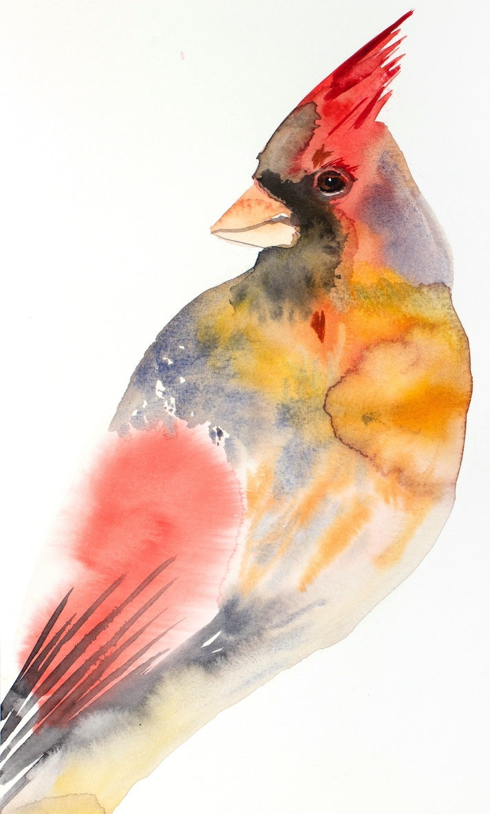 9” x 12” original watercolor and ink wildlife nature painting. Female cardinal bird portrait in 
 a loose, expressive, impressionist, minimalist, modern style by contemporary fine artist Elizabeth Becker. Orange, red, yellow ochre, gray and white colors.