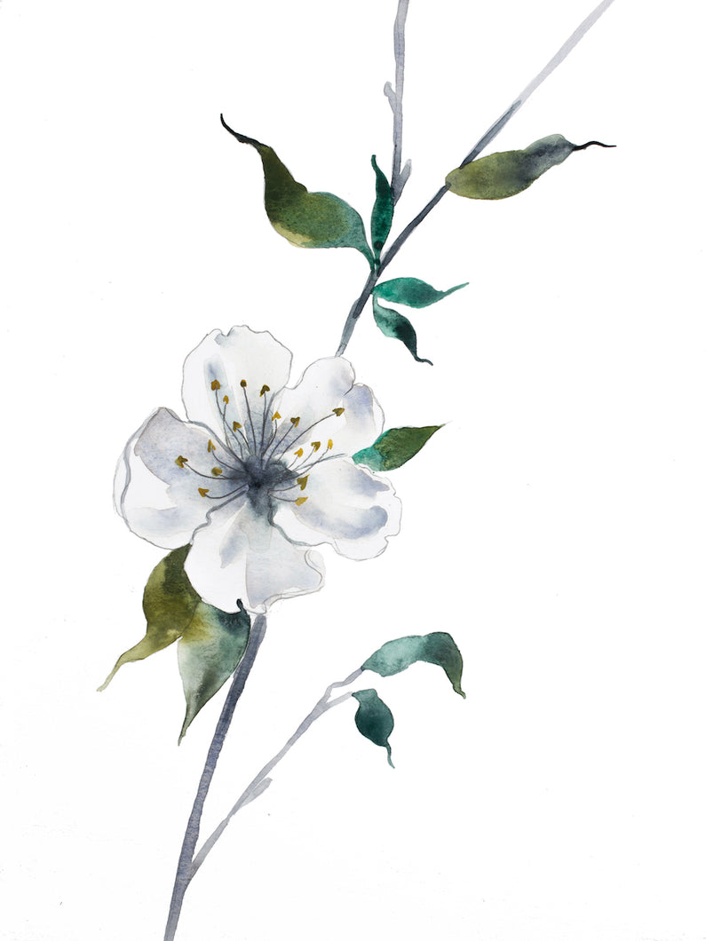 9” x 12” original watercolor botanical white cherry blossom floral painting in an expressive, impressionist, minimalist, modern style by contemporary fine artist Elizabeth Becker 