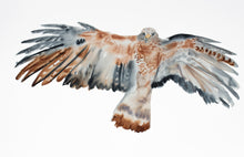 Load image into Gallery viewer, 26” x 40” original watercolor painting of flying red-tailed hawk. Bird of prey. Large-scale wildlife nature animal illustration in an expressive, minimalist, modern style by contemporary fine artist Elizabeth Becker. Monochromatic neutral brown, burnt sienna, black and white colors.
