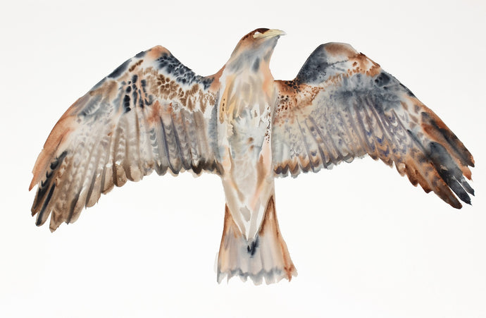 26” x 40” original watercolor painting of flying red-tailed hawk. Bird of prey. Large-scale wildlife nature animal illustration in an expressive, minimalist, modern style by contemporary fine artist Elizabeth Becker. Monochromatic neutral brown, burnt sienna, black and white colors.