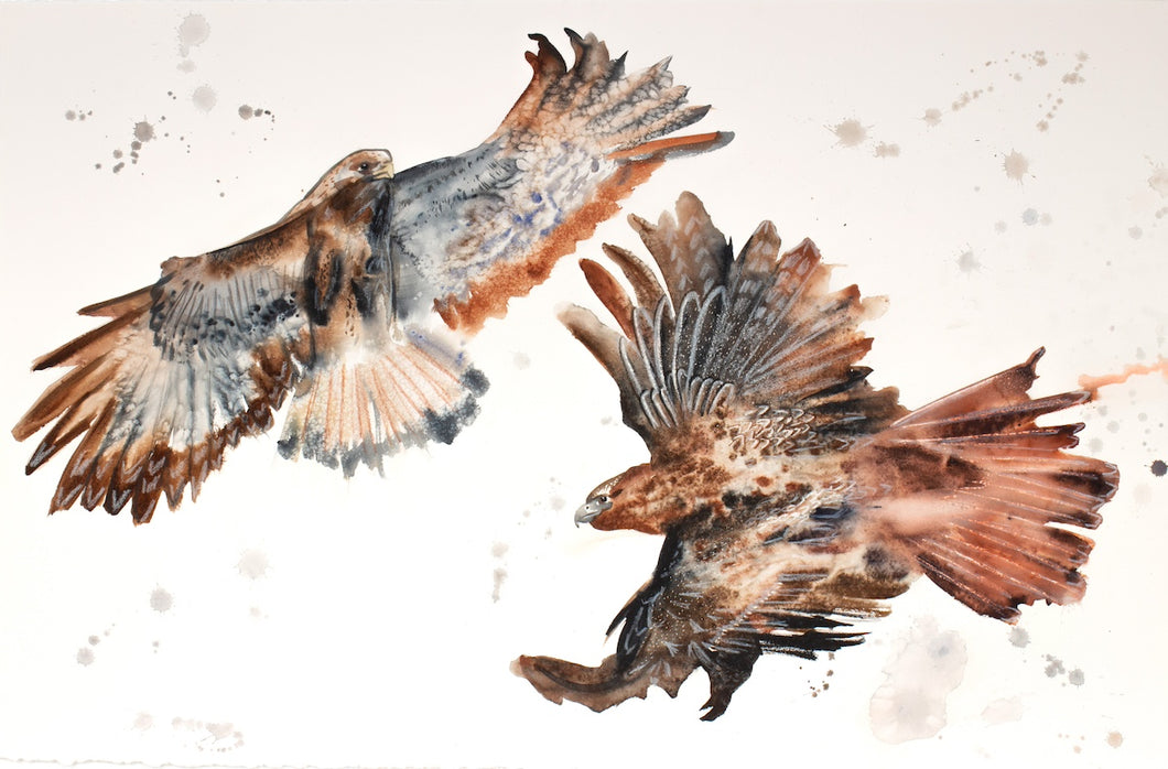 26” x 40” original watercolor painting of birds of prey. Pair of two flying red-tailed hawks. Large-scale wildlife nature animal illustration in an expressive, minimalist, modern style by contemporary fine artist Elizabeth Becker. Monochromatic neutral brown, burnt sienna, black and white colors.