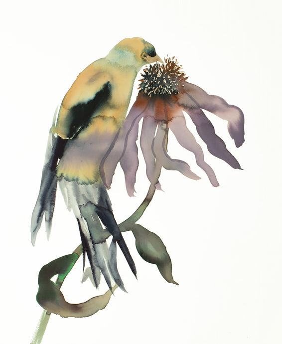 16” x 20” original watercolor ink bird painting in an expressive, impressionist, minimalist, modern style by contemporary fine artist Elizabeth Becker. Goldfinch on cone flower. Yellow, black, purple, olive green and white colors.