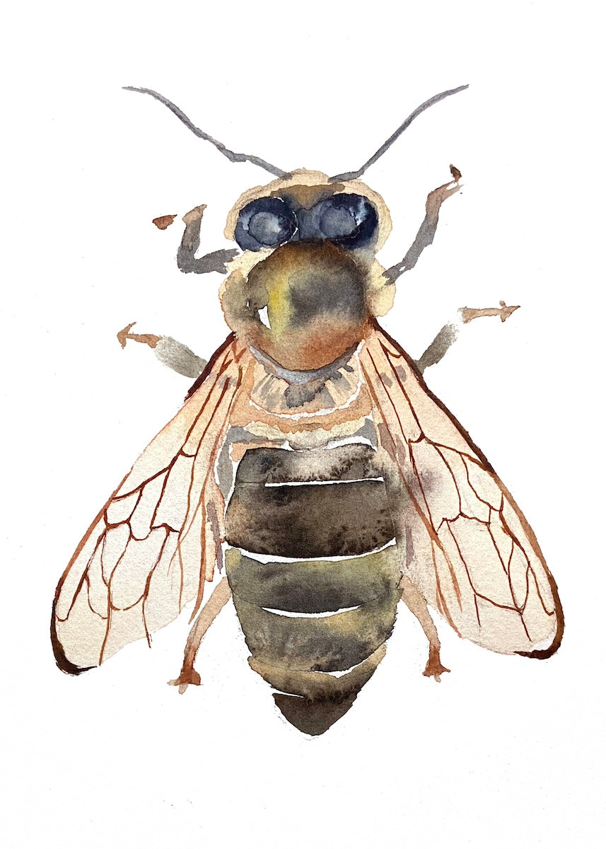 Commission a custom animal or insect watercolor painting by contemporary artist Elizabeth Becker in an expressive, impressionist, minimalist, modern style.