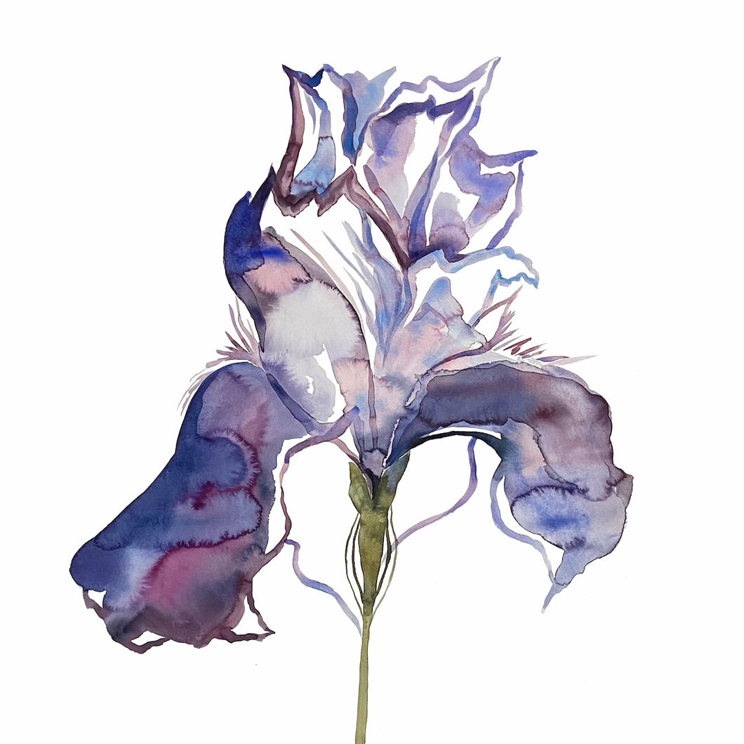 Commission a custom iris flower watercolor painting by contemporary artist Elizabeth Becker in an expressive, impressionist, minimalist, modern style.