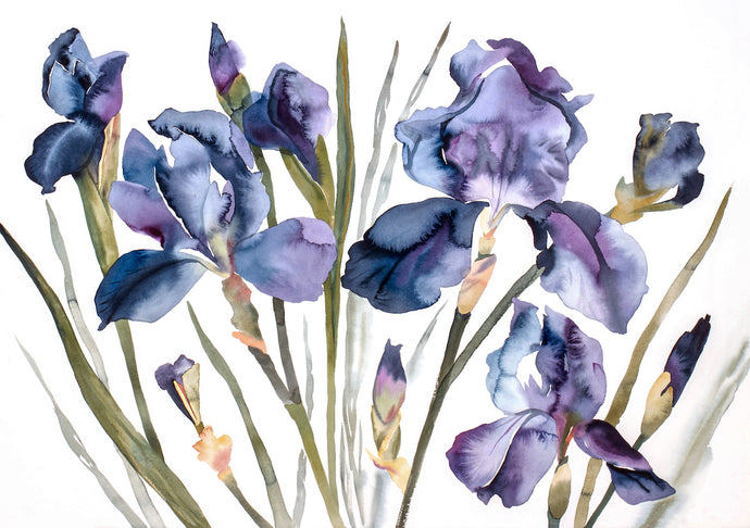 26” x 37” original watercolor botanical purple irises garden floral painting in an expressive, impressionist, minimalist, modern style by contemporary fine artist Elizabeth Becker. Giclée prints available.