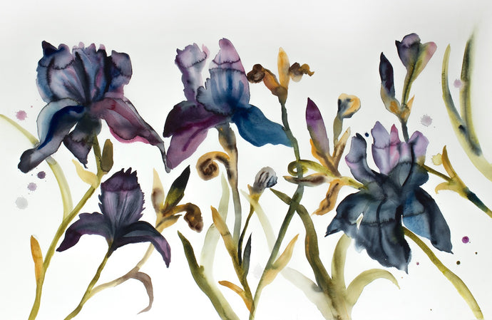 26” x 40” original watercolor painting of botanical iris flowers. Large-scale floral garden study in a gestural, abstract, expressive, impressionist, minimalist, modern style by contemporary fine artist Elizabeth Becker. Monochromatic moody dark blue, black, mauve purple, olive green, yellow ochre, gold and white colors.