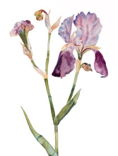 Load image into Gallery viewer, 22.5&quot; x 30&quot; original watercolor botanical iris flower painting in an expressive, loose, watery, minimalist, modern style by contemporary fine artist Elizabeth Becker. Prints available. Soft pink, muted purple, olive green and peach colors with white background.
