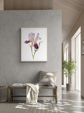Load image into Gallery viewer, 22.5&quot; x 30&quot; original watercolor botanical iris flower painting in an expressive, loose, watery, minimalist, modern style by contemporary fine artist Elizabeth Becker. Prints available. Soft pink, muted purple, olive green, peach and yellow ochre colors with white background. Framed.
