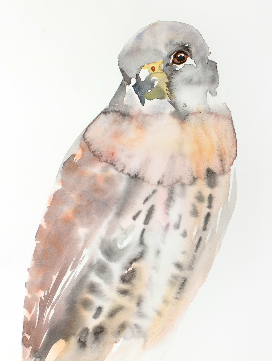 9” x 12” original watercolor wildlife nature kestrel or peregrine falcon painting / bird portrait in an ethereal, expressive, impressionist, minimalist, modern style by contemporary fine artist Elizabeth Becker