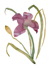 Load image into Gallery viewer, 9&quot; x 12&quot; original watercolor botanical lily flower painting in an expressive, loose, watery, minimalist, modern style by contemporary fine artist Elizabeth Becker. Prints available. Soft plum purple, magenta, maroon, dark green, olive and gold colors with white background.
