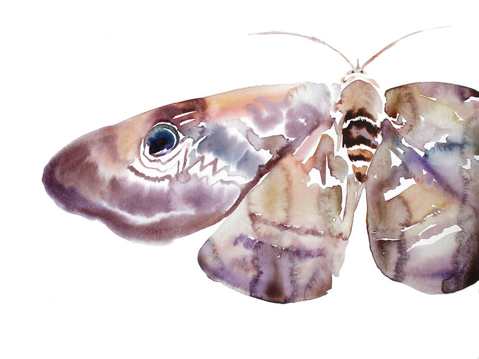 18” x 24” original watercolor polyphemus moth or butterfly painting in an expressive, impressionist, minimalist, modern style by contemporary fine artist Elizabeth Becker. 