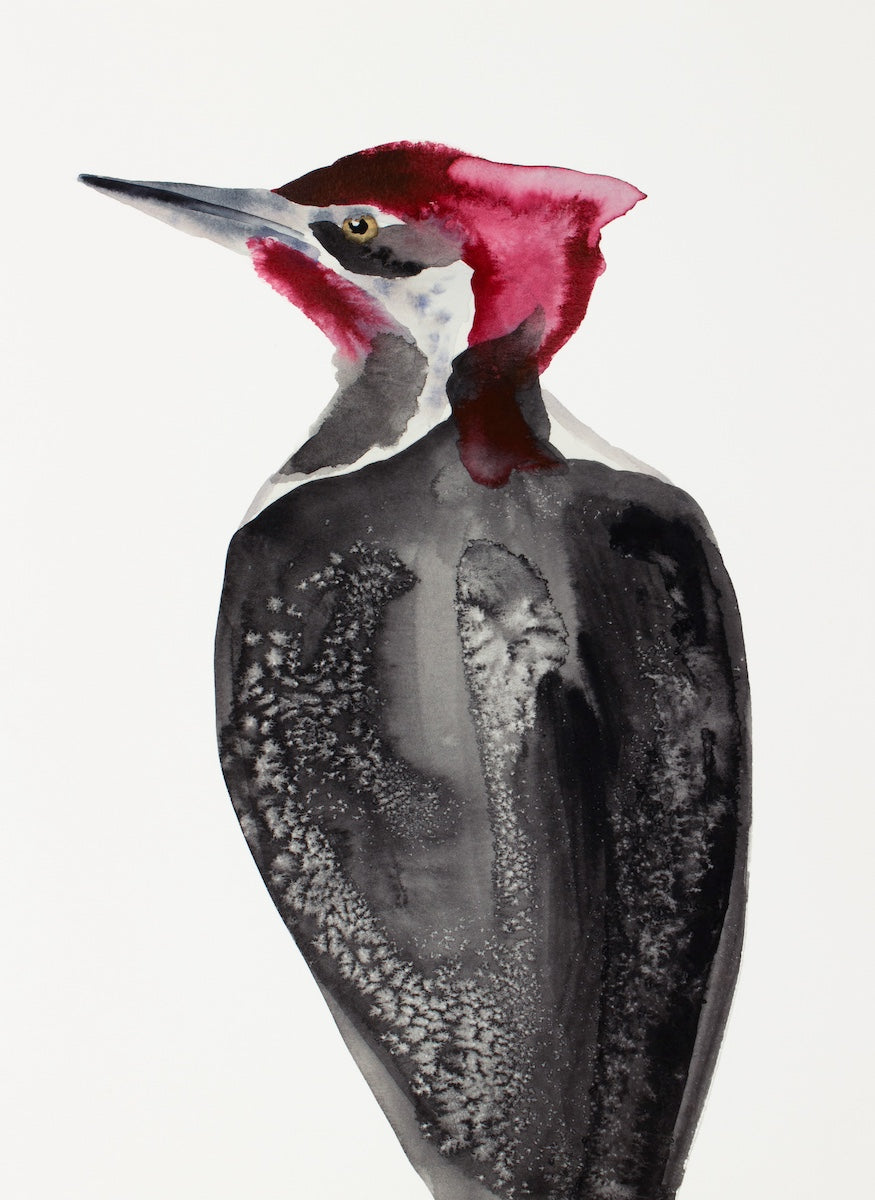 9” x 12” original watercolor wildlife nature pileated woodpecker / bird portrait in an expressive, impressionist, minimalist, modern style by contemporary fine artist Elizabeth Becker. Black, red and white colors.